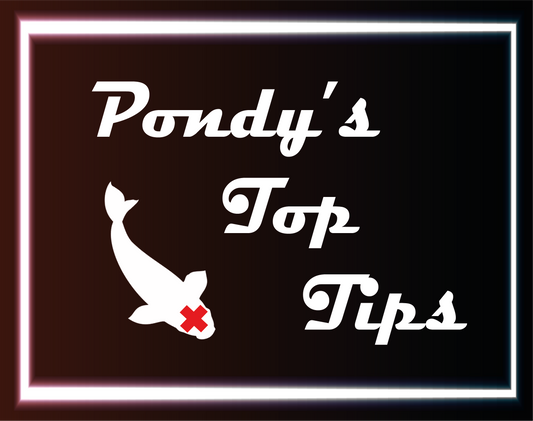 Pondy's Top Tips - Coming into winter with Koi
